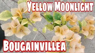 YELLOW MOONLIGHT BOUGAINVILLEA