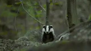 Badgers in Forest | (4K)