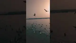 Maula Mere Maula WhatsApp Status Video | Anwar | Roop Kumar Rathod | Maula Mere Maula Status Video