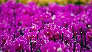 Take A Visual Vacation Inside Oberlin&rsquo;s Massive Flower Factory