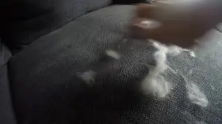 Katzenhaare vom Sofa entfernen - einfach und effektiv