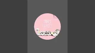anjing shihtzu