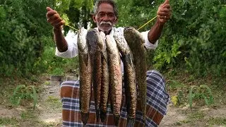 Snakehead Fish Recipe | Delicious Murrel Fish curry | Koramenu Fish Curry | Grandpa Kitchen