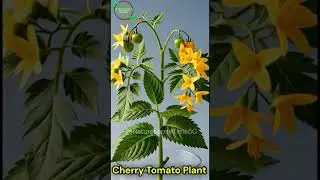 Cherry Tomato Plant Growth Timelapse | Seed Germination to Flower & Fruit in Transparent Pot