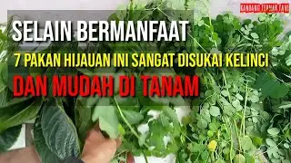7 PAKAN HIJAUAN YANG DISUKAI KELINCI DAN MUDAH DITANAM