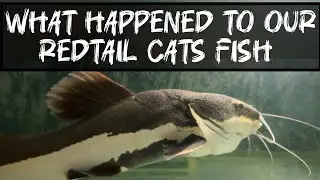 What happened to our redtail catfish🤯😱⚡️| Aligator gar | 6 feet community tank | tamil