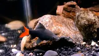 Convict Cichlid Pair & Red Tailed Shark Aquarium