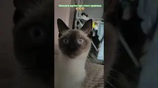 #cat #топ #друзья #юмор #подпишись #лайк #кошка #популярное #котики #love #catlover #kitten #cute
