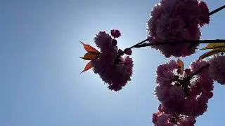 Flowering cherry - branches, twigs & flowers in the sun - April 2025