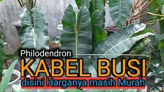 Phillodendron Kabel Busi disini harganya masih murah | omded jalan jalan #45
