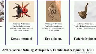 Arthropoden, Ordnung Webspinnen, Familie R&ouml;hrenspinnen, Teil 1 gertschi arthropoda insignis Gro&szlig;e