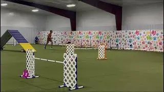 Nitro, AKC Agility; Master Standard (STD) Q60 (QQ42 & QQQ)