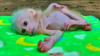 Kira very poor exhausted although mommy try to feed and never careless