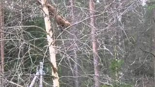 M&aring;rd och katt