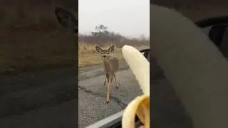 What Do Deer ACTUALLY Eat?