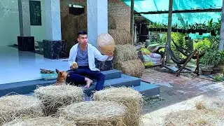 Eating sweet potatoes and drying straw for cows in rural Vietnam | Long Ca Farm