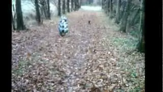 18,11,12.wmv Hundewandern