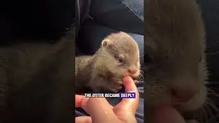 His Dog Found a Baby Otter, and Their Bond Will Melt Your Heart 🦦❤️#shorts