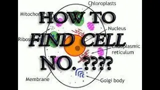 How to find cell number?