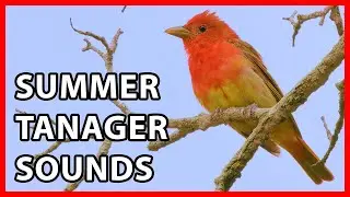 Summer Tanager Songs and Calls - Male, Female & Juvenile Sounds