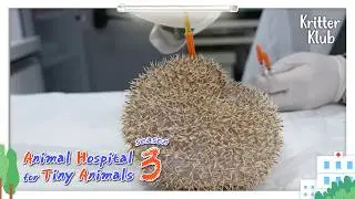 Today's Patient: Hedgehog I Animal Hospital For Tiny Animals 3