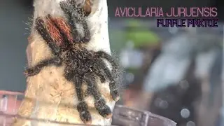 Avularia juruensis Purple Pinktoe Rehouse