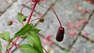 Eating Fuchsia magellanica outdoors fruits in Germany