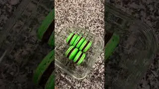 Mint Chocolate Macarons