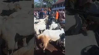 PASAR KAMBING KALIGESING Pasar hewan tertinggi di Purworejo  #purworejo #kaligesing