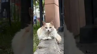 Park Overrun by Cats!! #cats #vacation #peru #travel #trip #activities #miraflores #animals #pets