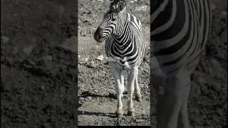 #whitezebra#shortvideo #youtubeshorts #shortsvideo #minivideo