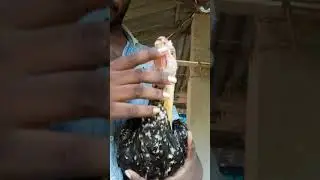 Parrot beak long tail  chicken for sale