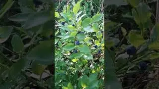 Heidelbeeren - Waldbeeren - Wohlbern #essbarebeeren #essbarewildpflanzen #Heidelbeeren #beeren