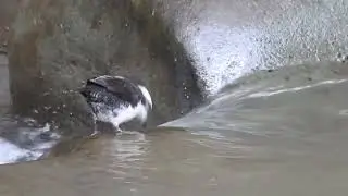 White-capped Dipper, Alambi, Ecuador