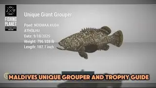 Unique and Trophy Giant Grouper Guide Maldives 2025 tips and tricks