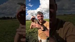 This has to be a real life Dragon?