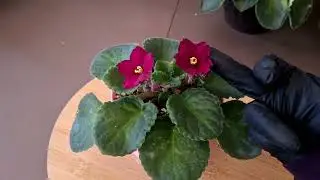 Violeta Africana  la Planta de Interior perfecta y Bonitas Floraciones. #plantas 