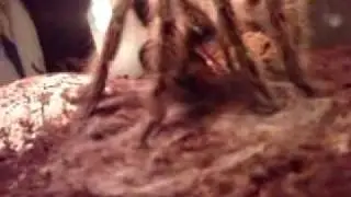 Lasiodora difficilis  Bon appetit