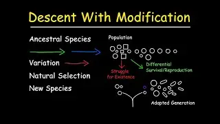 Descent With Modification