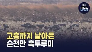 순천만 흑두루미, 고흥까지...남해안 서식지 확대 (뉴스투데이 2026.01.14 광주MBC)
