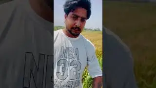 2nd ratoon sugarcane 14201 nd wheat 🌾