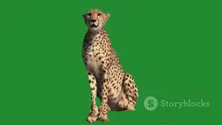 Bongo the Brave: The Jungle Race Adventure 2| Jungle Animal Cartoon Sequel for Kid #comedy #cartoon