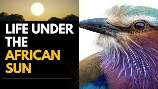 How African Birds Survive Extreme Heat and Drought | Incredible Adaptations