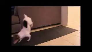 #the yoga dog