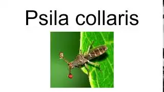 Psila Collaris