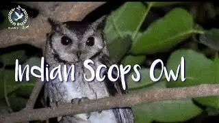 Indian Scops Owl Call