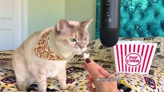 ASMR - CAT EATS POPCORN