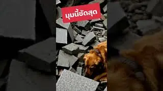 K9 dogs search for survivors in Thailand building collapse