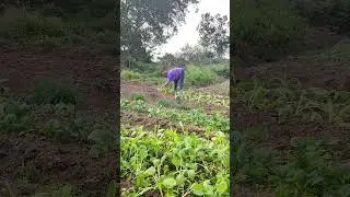 Grandma's busy at field #shorts #harvesting #harvest #farming #gardening #growfood #gardenharvest