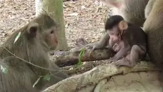 Mona Monkey Being Hated By Milan | Poor Baby Monkey